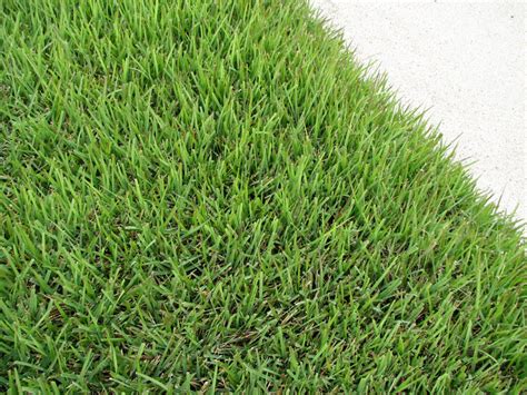 How To Identify Austin Grass Types