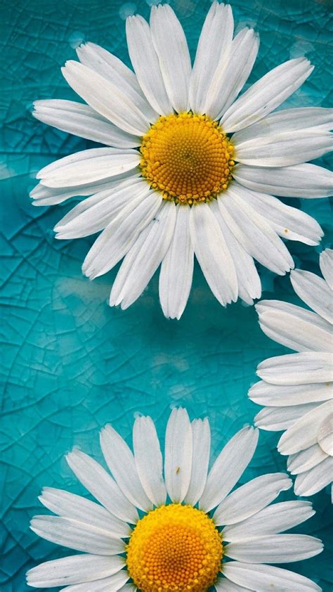 Pin By Alice Piper On Wallpaper Daisy Wallpaper Flower Iphone
