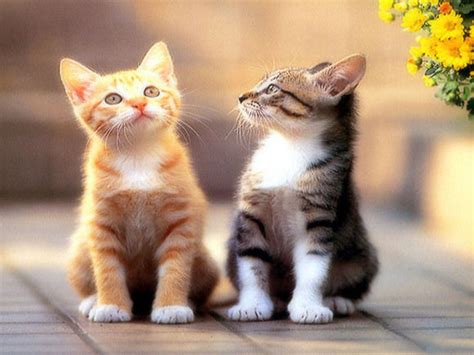 Super Cute Cats Pictures