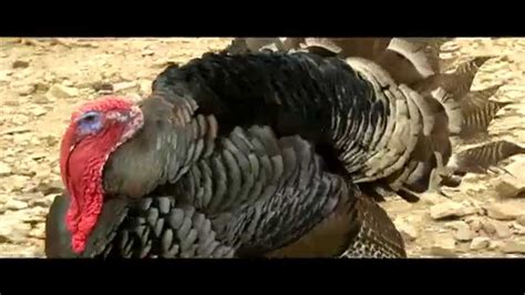 smart farm turkey farming youtube