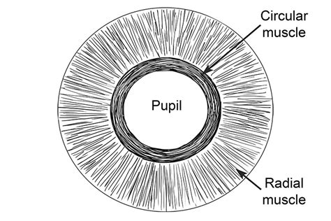 The Antagonistic Muscles Can Be Found In The Iris