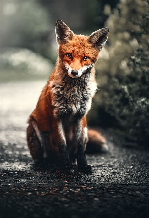 Fox Animal Wallpapers Wallpaper Cave