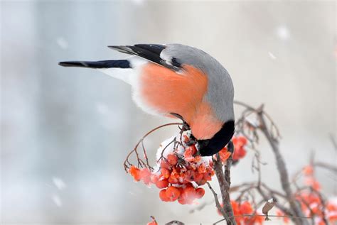 Download Wallpapers Branch Berries Bullfinch Bird Winter Nature