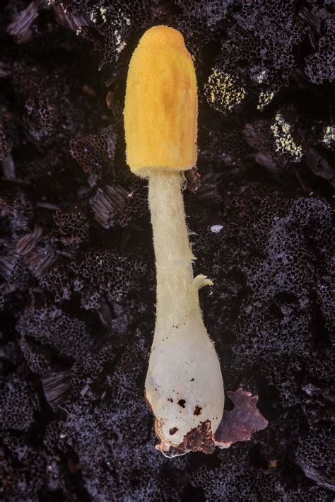 Slideshow 2397-21: Young Leucocoprinus mushroom at the base of a ...