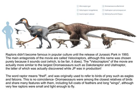 Daily Paleontology Post 34 Raptors Rforsen
