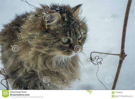 Cat In Snowflakes Stock Image Image Of Christmas Park 112338613