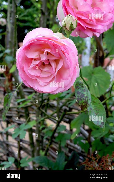 Rosa ‘eden Climbing Rose Rose Eden Double White Flowers With