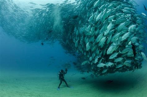 Las 10 Mejores Fotos Submarinas Del Año Fotos Del Mundo Vida