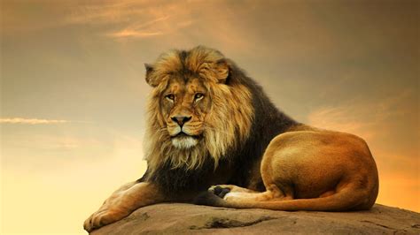Wallpaper Lion Savanna Cute Animals Animals 4506