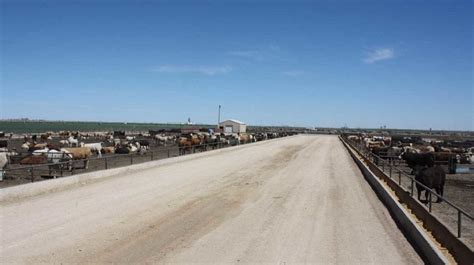 Nortex Feedlot In Texas Panhandle Sold