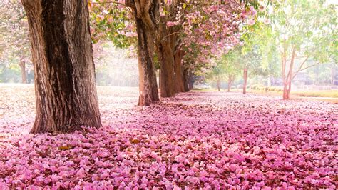 1920x1080 1920x1080 Pink Park Trees Sakura Flowers Bloom Nature