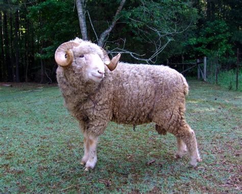 Dorset Horn Sheep The Livestock Conservancy