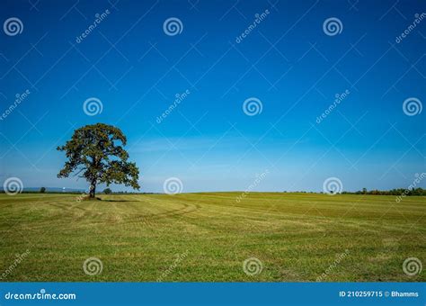 Lone Tree In A Field With Bright Blue Sky Stock Image Image Of Green