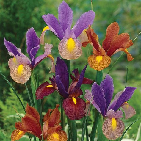 10 Dutch Iris Mix Bulbs Iris Flowers Bonsai Flower Bulb Flowers