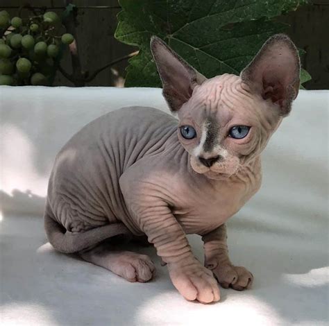 Sphynx Cat For Sale Near Me Hairless Cat For Sale Near Me
