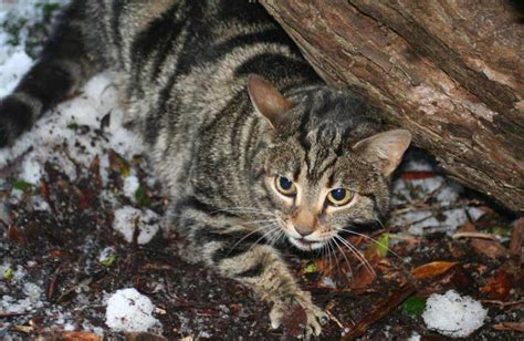 Feral Cats New Zealand Animal Pests And Threats