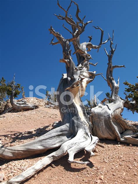 Bristlecone Pine Stock Photo Royalty Free Freeimages
