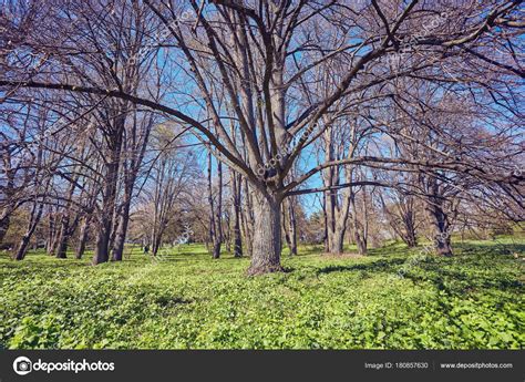 Spring Forest Trees Nature Green Wood — Stock Photo © Saharrr 180857630