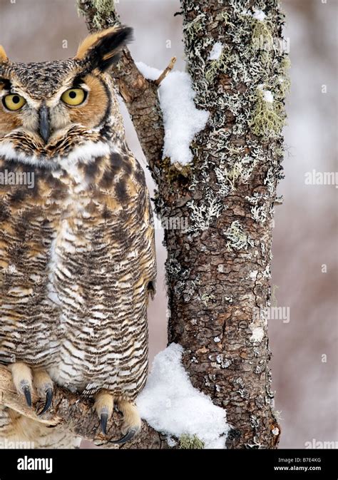 Snow Covered Branch With Great Horned Owl Stock Photo Alamy