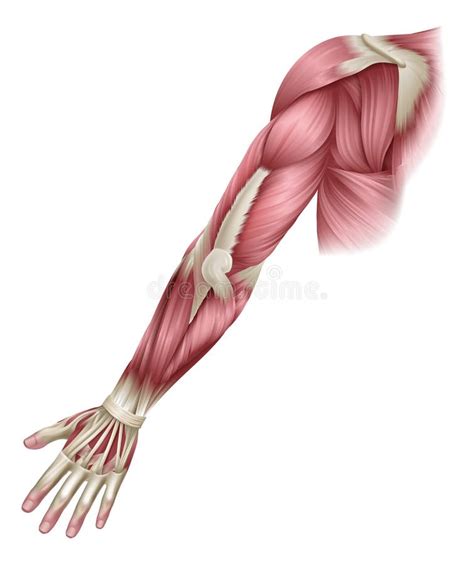 Arm Muscles Human Body Anatomical Illustration Stock Vector