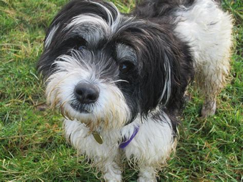 Pearle 3 Year Old Female Tibetan Terrier Cross Dog For Adoption