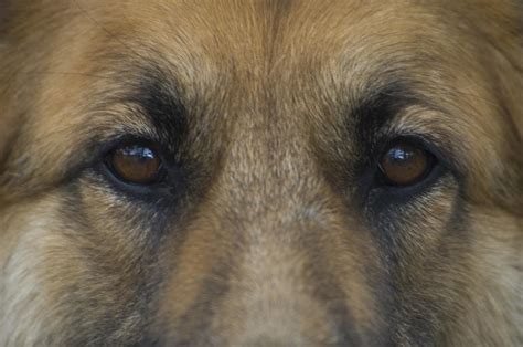 German Shepherd Dogs Eyes Photograph By David Edwards