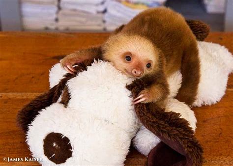 Photos Of Adorable Baby Animals In Costa Rica • James Kaiser