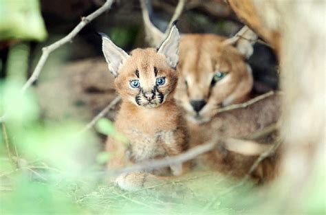 caracal lynx emdoneni cheetah project