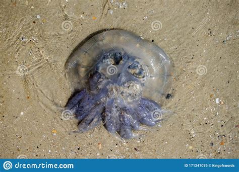 Dead Jellyfish Lies Upwards By Tentacles Stock Photo Image Of Animal