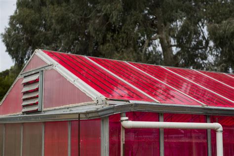 Magenta Greenhouse Glass Generates Electricity Doesn T Bug Plants