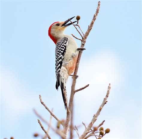 Joan And Dans Birding Blog Red Headed Woodpecker
