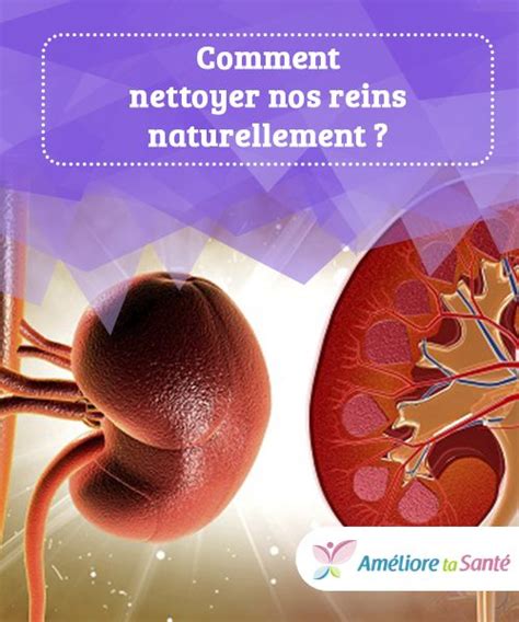 Les Reins Conseils Pour En Prendre Soin Santé Nutrition Santé Et