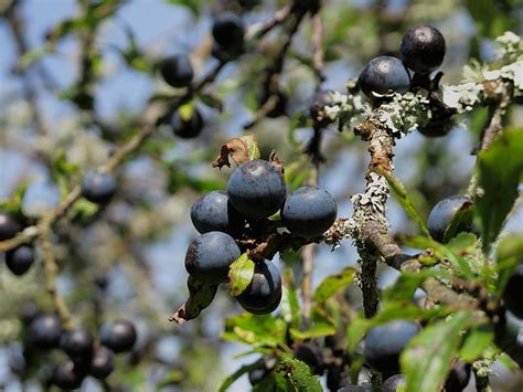 Blackthorn Prunus Spinosa Fruit Wildlife Insight