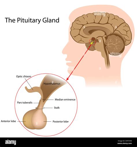 Hypothalamus Pituitary Gland Hi Res Stock Photography And Images Alamy