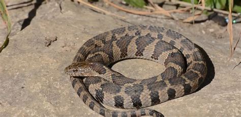 The Northern Water Snake