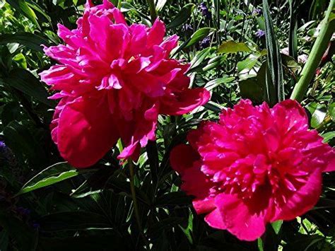 27 Stunning Perennials That Bloom All Summer In 2021 Summer Blooming