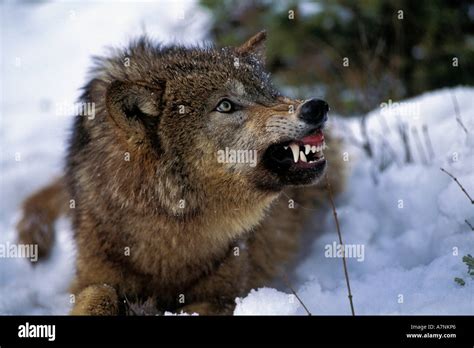 Grey Wolf Snarling With Teeth Bared Stock Photo 6790053 Alamy