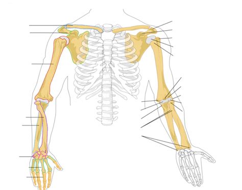 Unlabeled diagram of the human skeleton blank skull diagram human skeletal system diagram new blank human. Human Anatomy: Arm Bones