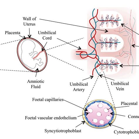 Schematic Illustration Of The Fetal Environment And Placental