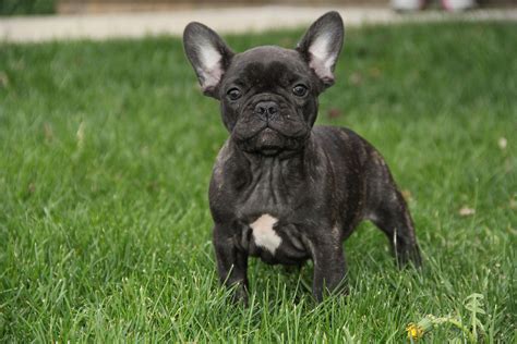 Lily 8 Weeks Black Brindle French Bulldog Brindle French Bulldog