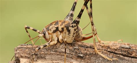 The Best 9 Cricket Spider Sautomos