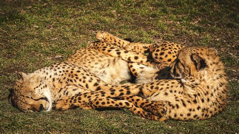 Download Wallpaper Grass Pose Comfort Pair Cheetah Wild Cats Two Lie Cheetahs Section