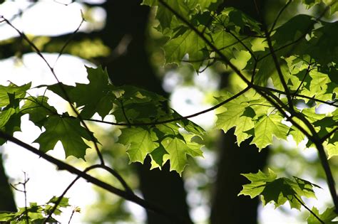 Maple Tree Leaves Free Stock Photo Freeimages