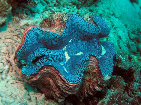 Giant Clams Eso