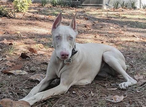 White Doberman Everything That You Need To Know