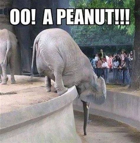 Gather The Unbelievable Funny Elephant Cat Memes Hilarious Pets Pictures
