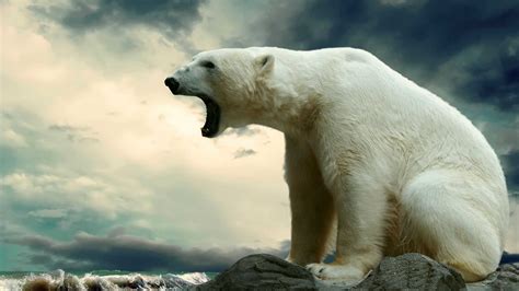 🔥 Free Download Roaring Polar Bear Wallpaper 1920x1080 For Your