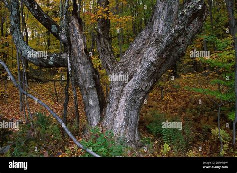 Autumn Forest Green Mountain National Forest Vermont Stock Photo Alamy