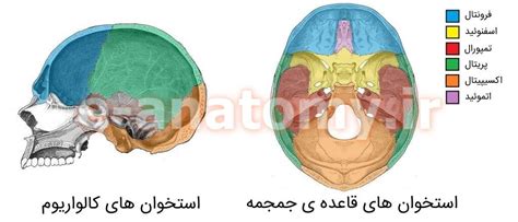 آناتومی استخوان های جمجمه کرانیوم و صورت ویکی آناتومی