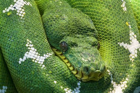 Animal Coiled Depend Eyes Green Green Tree Python Head Portrait